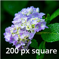 Close-up of Hydrangea blossoms