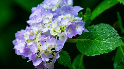 Close up of a hydrangea blossom with dew spattered leaves