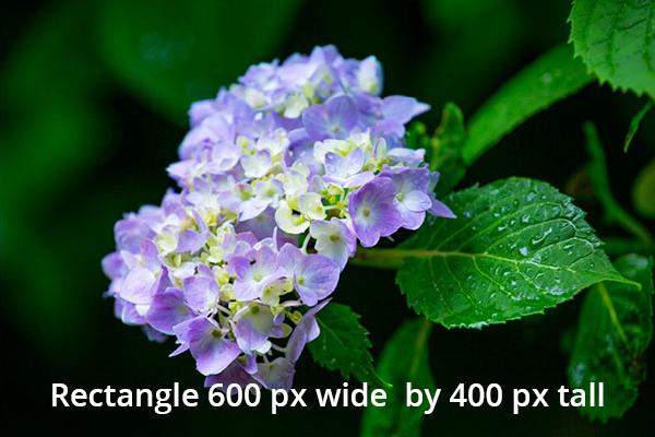 Closeup of Hydrangea blossoms