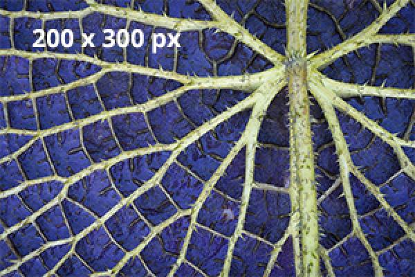 Back of a giant lily pad 200 x 300 px