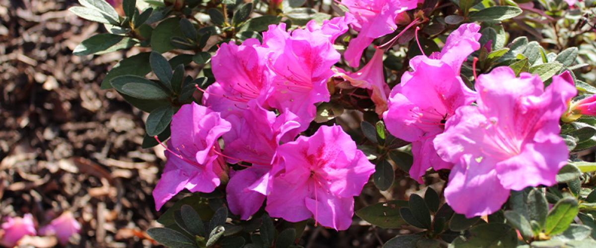 Azaleas