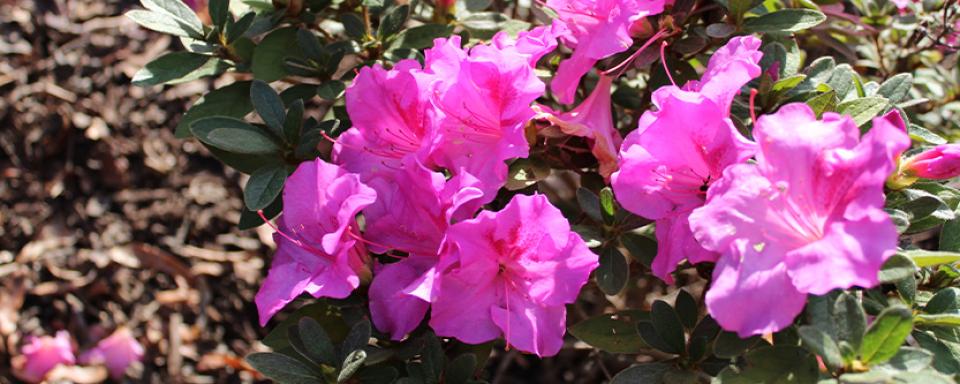 Azaleas