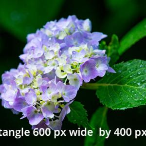 Closeup of Hydrangea blossoms